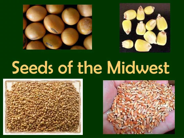 seeds of the midwest