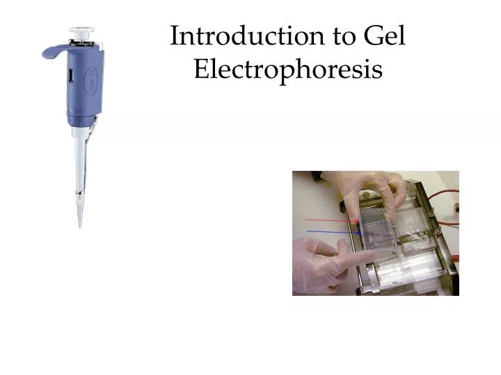 introduction to gel electrophoresis
