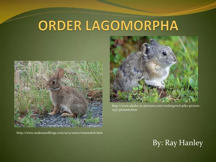 order lagomorpha