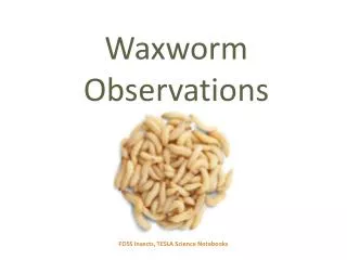 Waxworm Observations