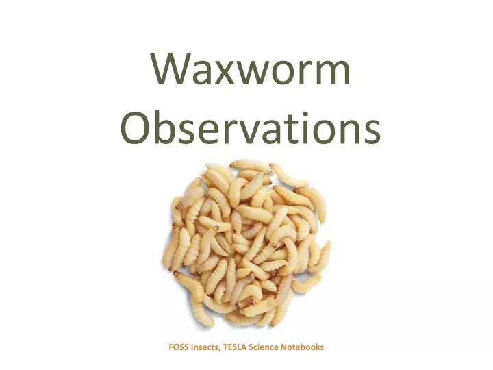 waxworm observations