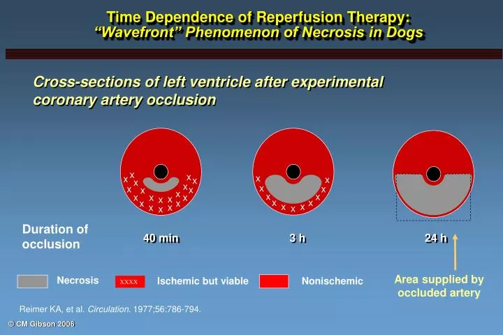 time dependence of reperfusion therapy wavefront phenomenon of necrosis in dogs