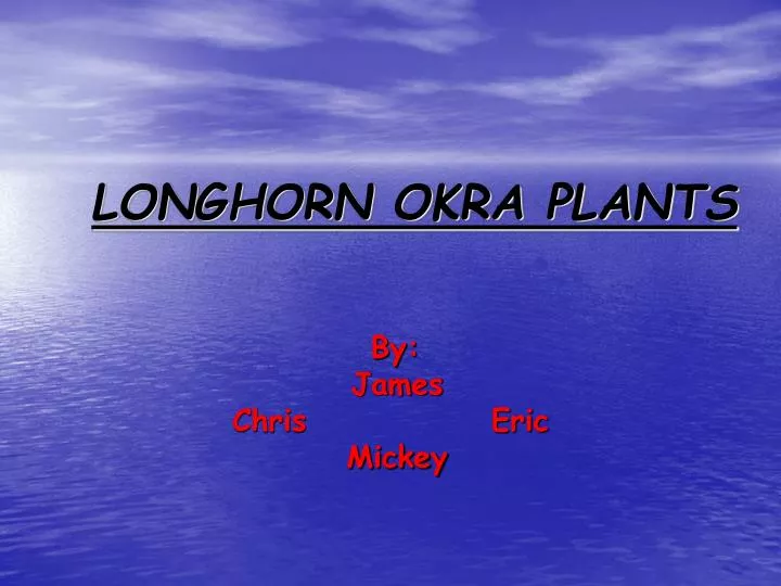 longhorn okra plants