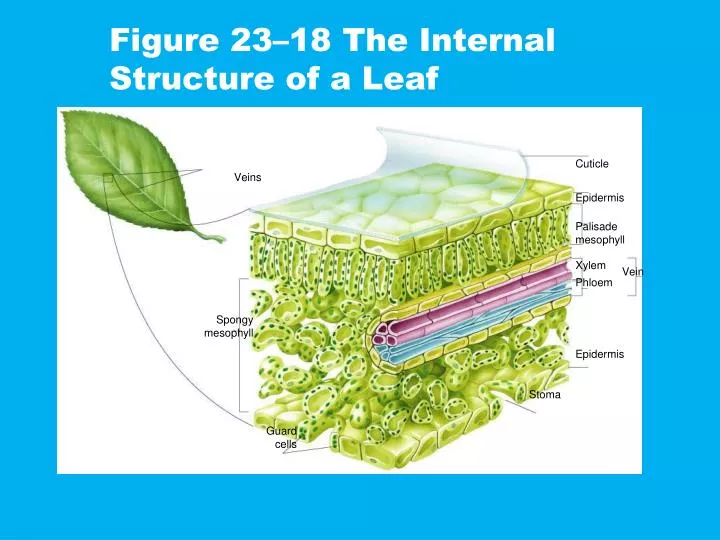 figure 23 18 the internal structure of a leaf