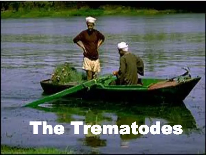 the trematodes