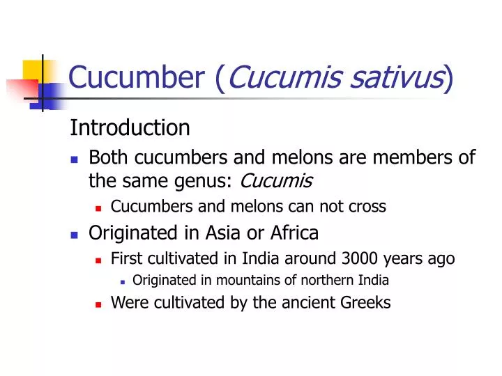 cucumber cucumis sativus