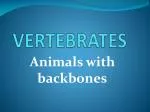 VERTEBRATES - slide 1