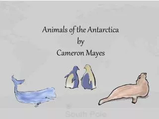 Animals of the Antarctica by Cameron Mayes