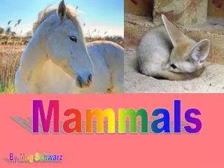 Mammals