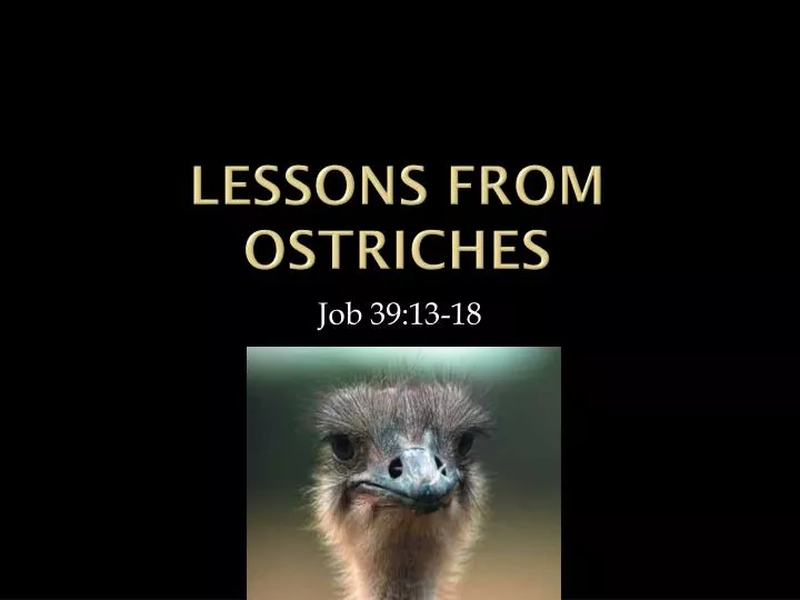 lessons from ostriches