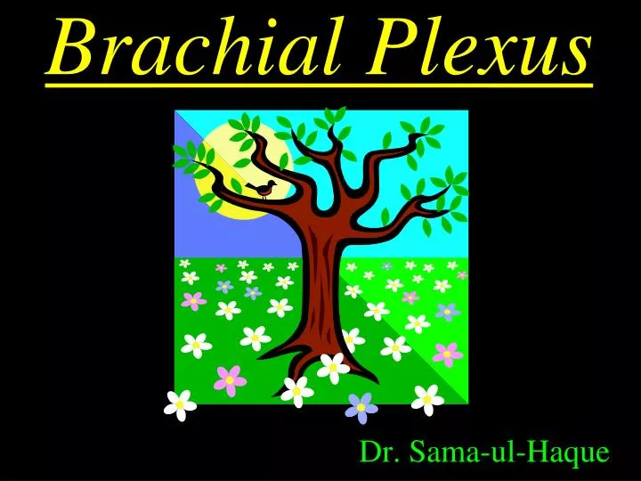 brachial plexus