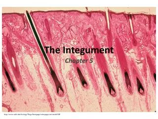 The Integument