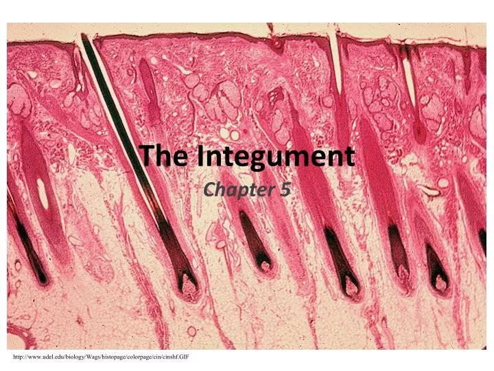 the integument