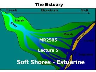 Soft Shores - Estuarine