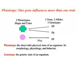 Pleiotropy: One gene influences more than one trait