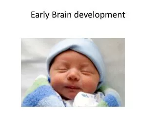 Early Brain development