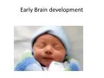 Early Brain development - slide 1