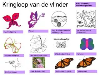 kringloop van de vlinder