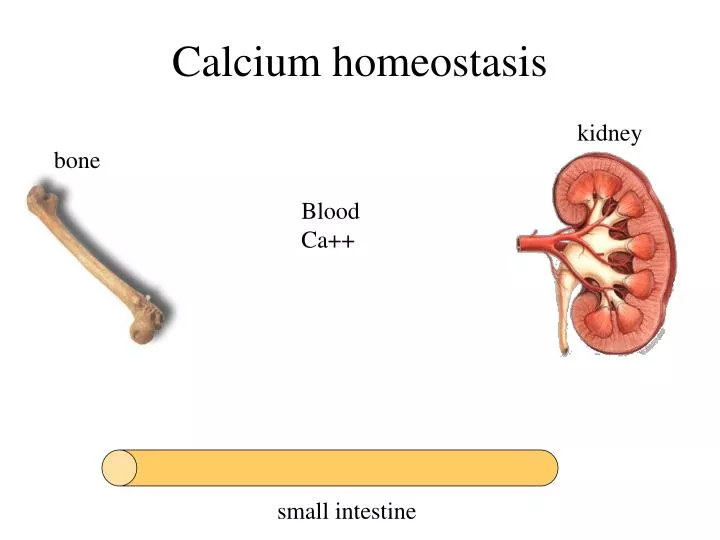 calcium homeostasis