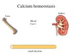 Calcium homeostasis - slide 1