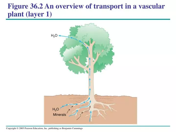 figure 36 2 an overview of transport in a vascular plant layer 1