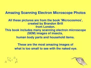 Amazing Scanning Electron Microscope Photos