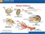 Phylum Mollusca - slide 1