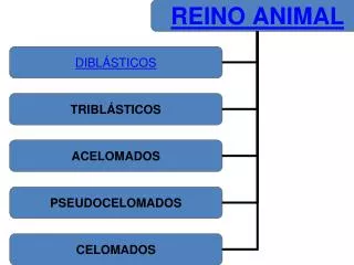 Diblásticos Phylum PORÍFEROS Phylum CELENTÉREOS Triblásticos acelomados Phylum PLATELMINTOS