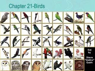Chapter 21-Birds