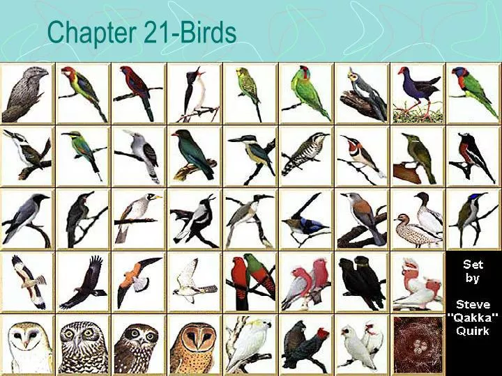 chapter 21 birds