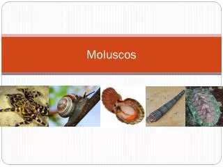 moluscos