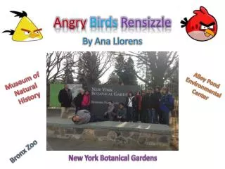 Angry Birds Rensizzle