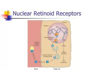 Nuclear Retinoid Receptors