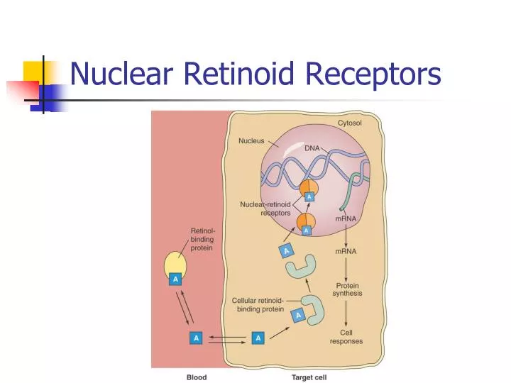 nuclear retinoid receptors