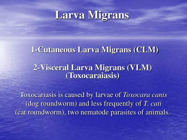 larva migrans