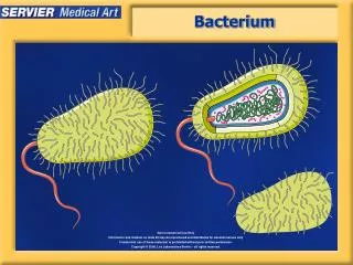 Bacterium