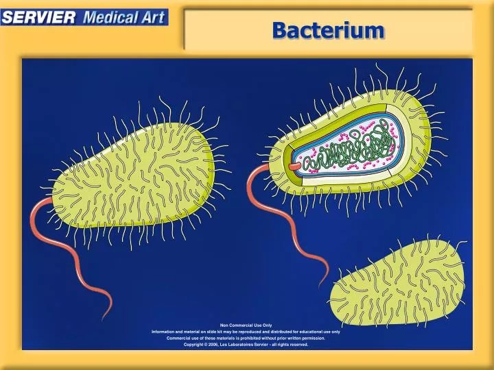 bacterium