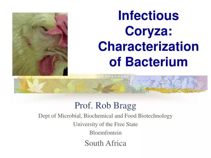 infectious coryza characterization of bacterium