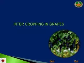 INTER CROPPING IN GRAPES
