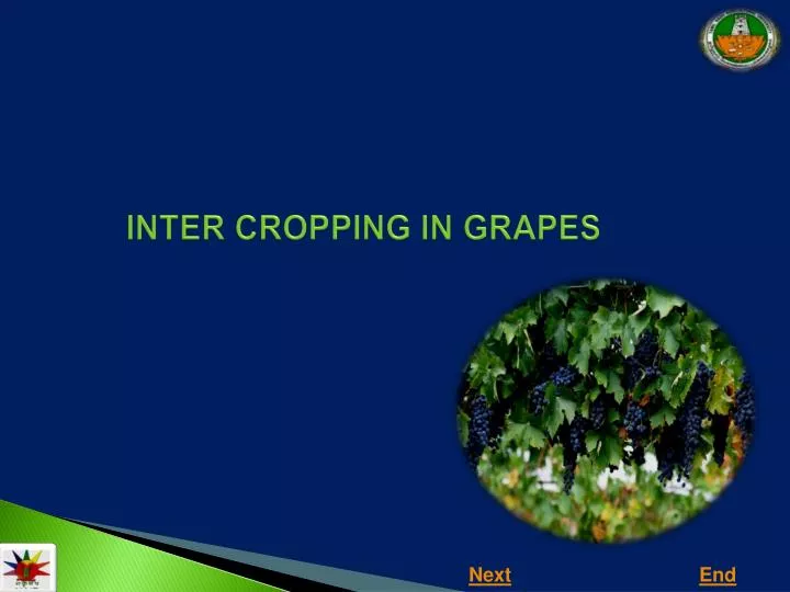 inter cropping in grapes