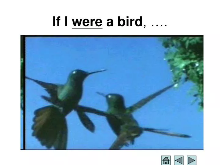 if i were a bird