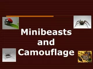 Minibeasts and Camouflage