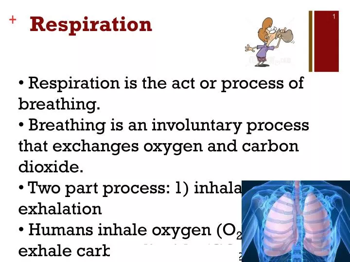 respiration