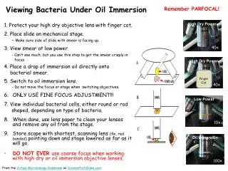 Viewing Bacteria Under Oil Immersion