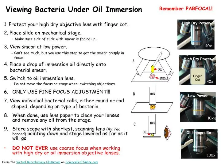 viewing bacteria under oil immersion