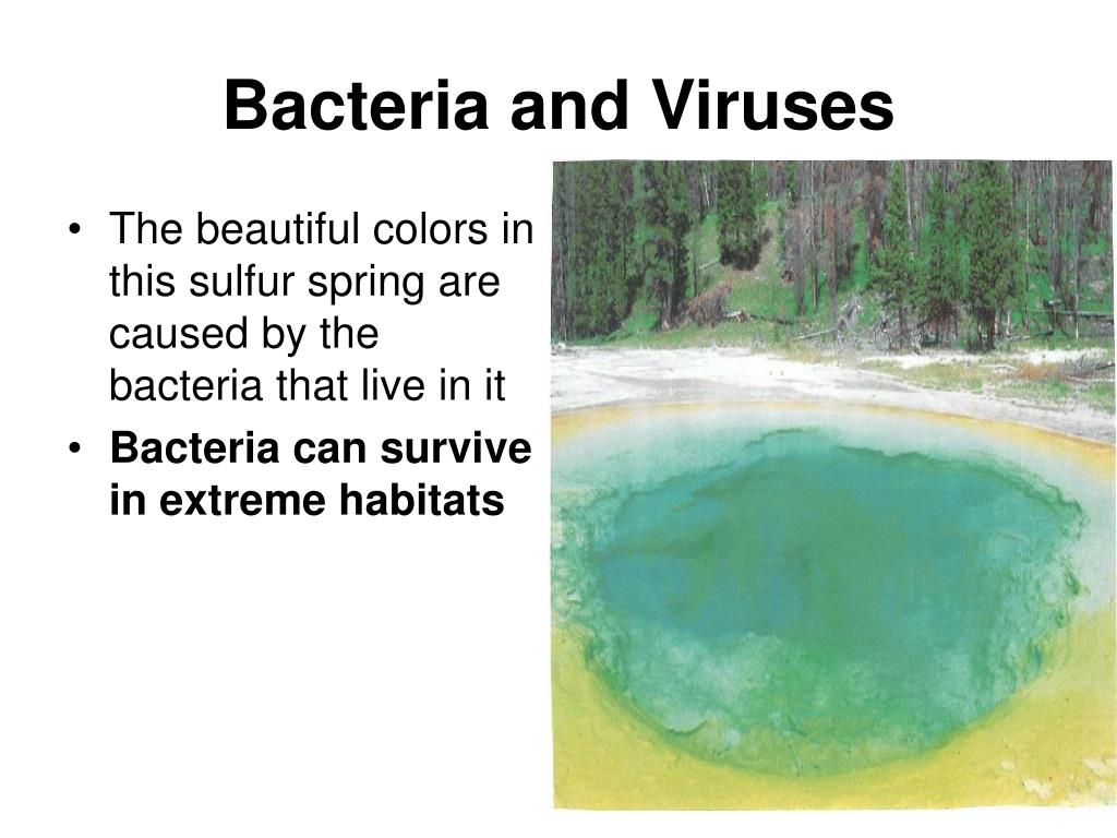 PPT - Bacteria and Viruses PowerPoint Presentation, free download - ID ...