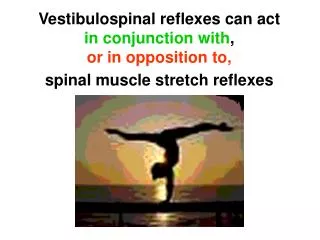 When the head is upright, VST pathways are inactive (neck spinal reflexes are active)