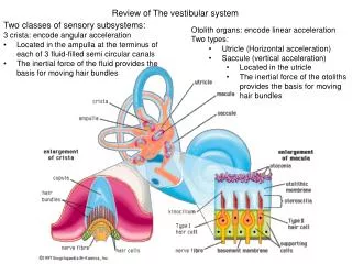Review of The vestibular system