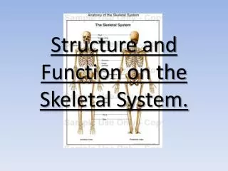Structure and Function on the Skeletal System.