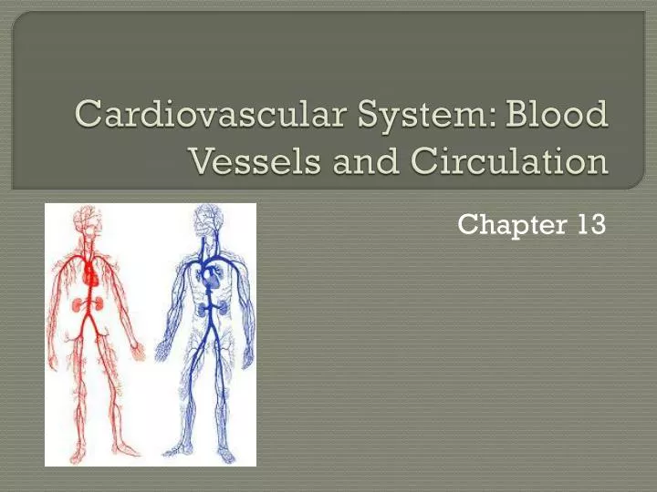 cardiovascular system blood vessels and circulation